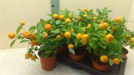 Citr Microcarpa 10+