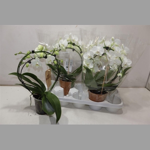 Phal Ov Wit Duo Mirror