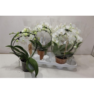 arr8 Phal Ov Wit Duo Mirror