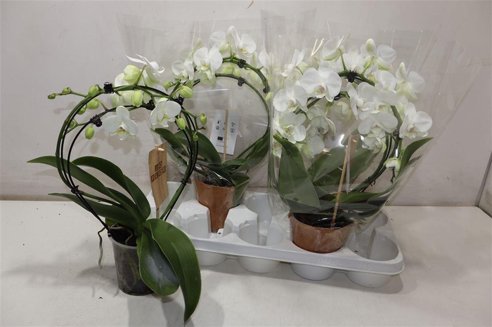 <h4>arr8 Phal Ov Wit Duo Mirror</h4>