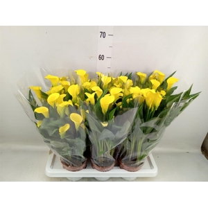 Zantedeschia  'Sunclub'