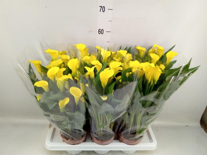 <h4>Zantedeschia  'Sunclub'</h4>