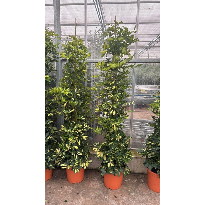 <h4>SCHEF AR DALTON</h4>