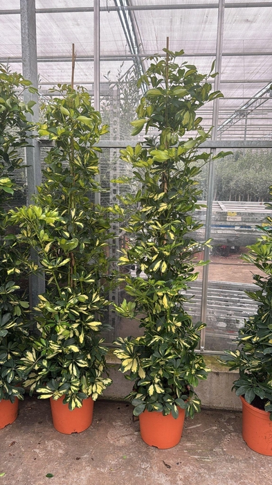 <h4>SCHEF AR DALTON</h4>