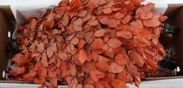 <h4>PF BEECH LEAFS ORANGE BS 150GR</h4>