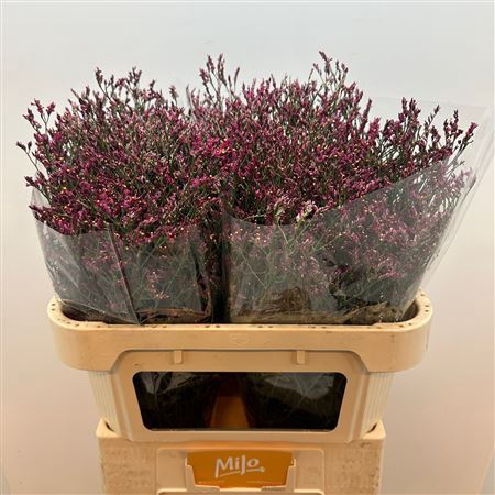 <h4>Limonium sinense Scarlet Diamond</h4>