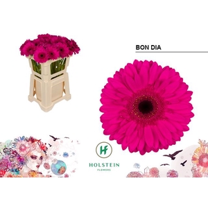 Gerbera Bon Dia
