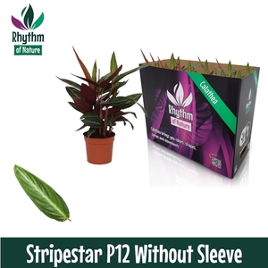 Calathea 12cm Stripestar Rhythm of Nature zonder hoes