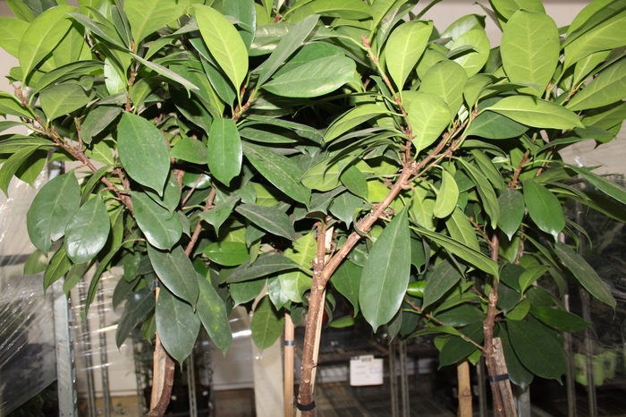 <h4>FICUS CYATHISTIPULA P23 FORMATO ARVORE</h4>