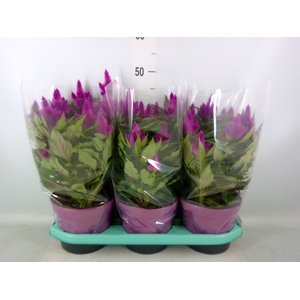 Celosia spic. 'Deep Purple'