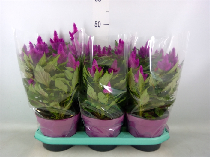 <h4>Celosia spic. 'Deep Purple'</h4>