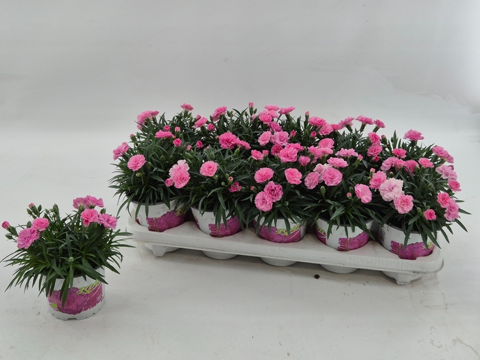 <h4>DIAN I LOVE U</h4>