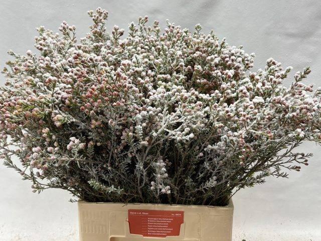 <h4>CHAME OV KLB H%</h4>