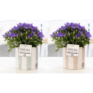 Campanula 'Napoli' Pure Eline