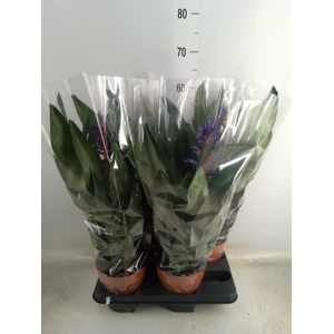 Aechmea   ...mix