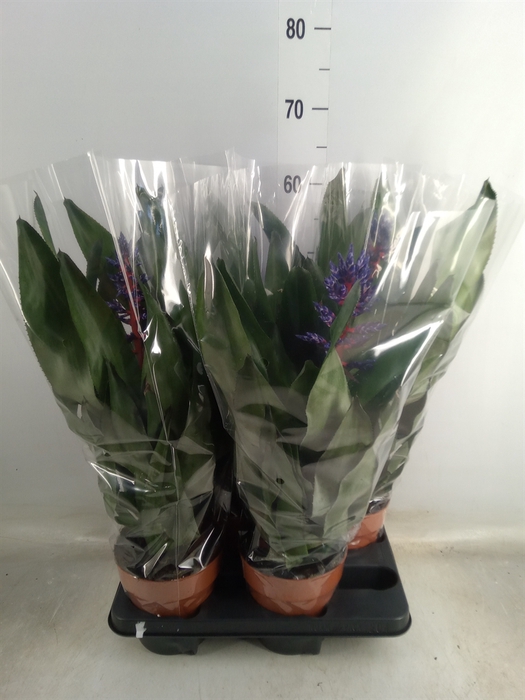 <h4>Aechmea   ...mix</h4>