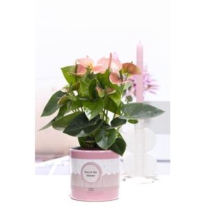 Anthurium pink in P&P cadeau concept: YOU'RE THE BLOOM!