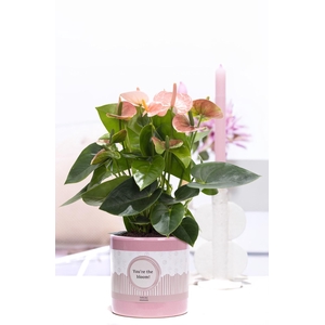 Anthurium pink in P&P cadeau concept: YOU'RE THE BLOOM!