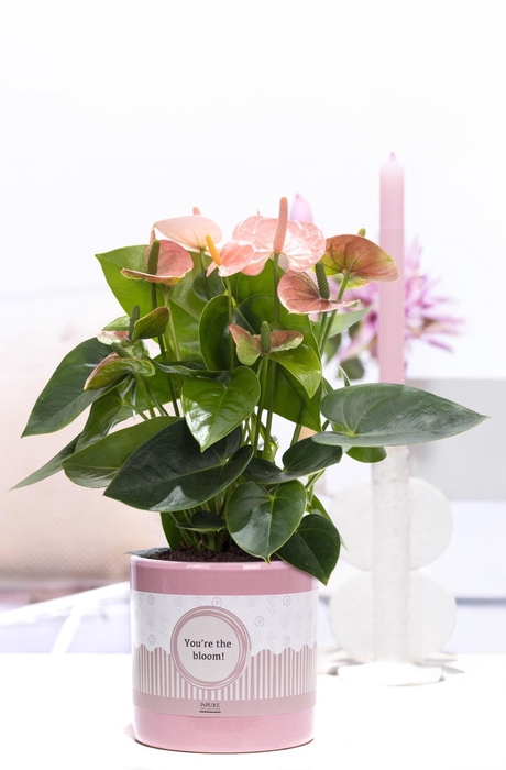 <h4>Anthurium pink in P&P cadeau concept: YOU'RE THE BLOOM!</h4>