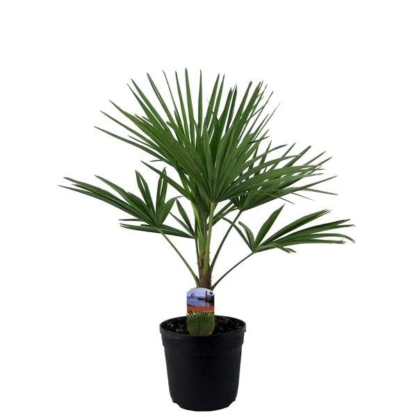 <h4>Trachycarpus fortunei</h4>