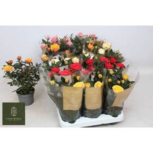 ROSA KORDANA MIX GRANDE