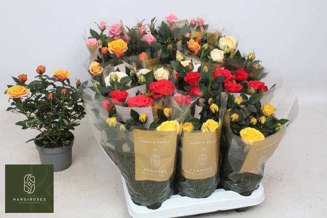 <h4>ROSA KORDANA MIX GRANDE</h4>