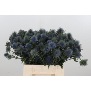 Eryng Magnetar Qstar