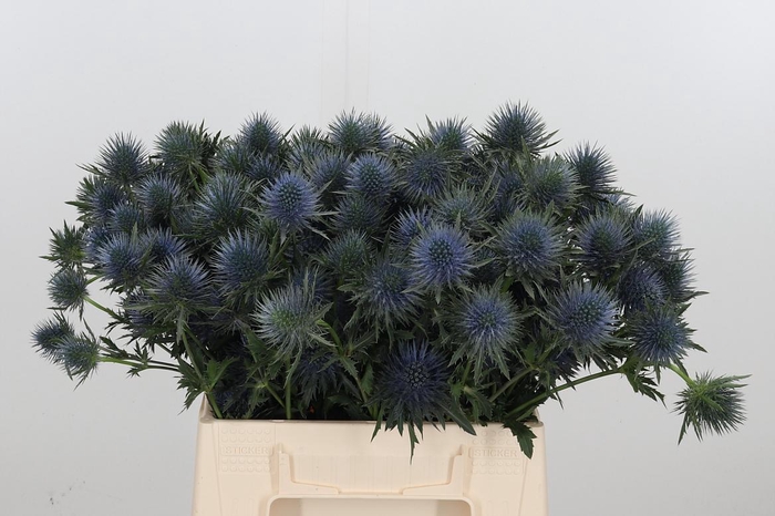 <h4>Eryng Magnetar Qstar</h4>