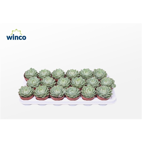 <h4>Echeveria Ramilette</h4>
