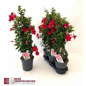 MANDE SUN RED