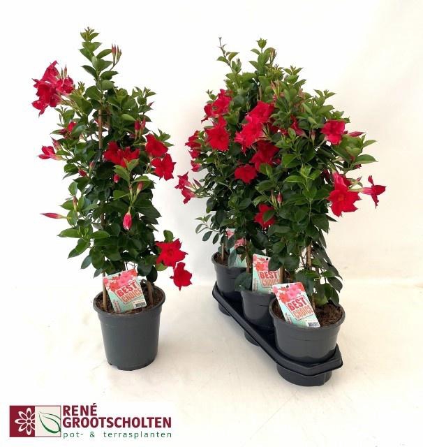 <h4>MANDE SUN RED</h4>