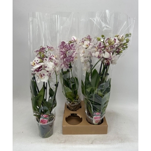PHAL OV