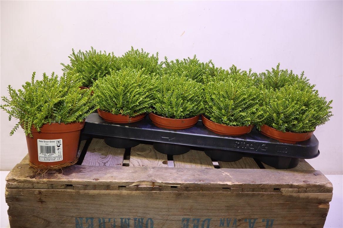 <h4>Hebe Emerald</h4>