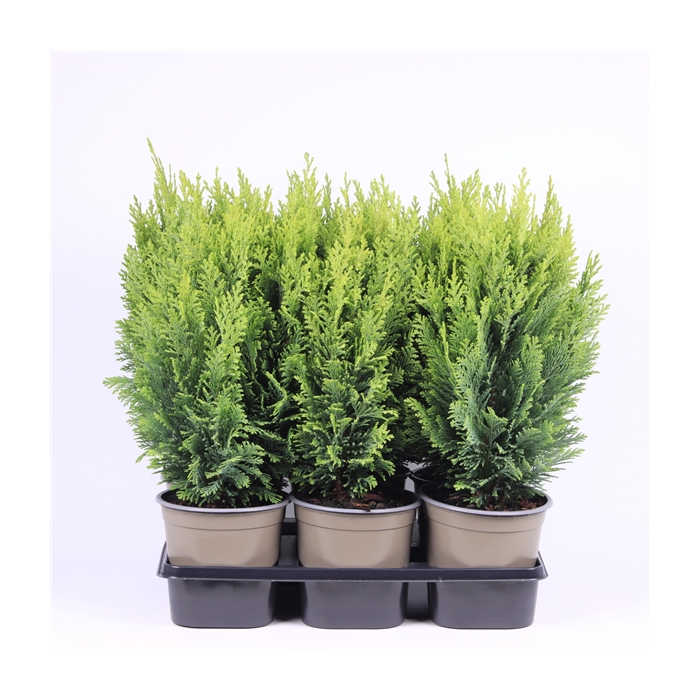 <h4>Chamaecyparis lawsoniana 'Ellwood's Empire'</h4>