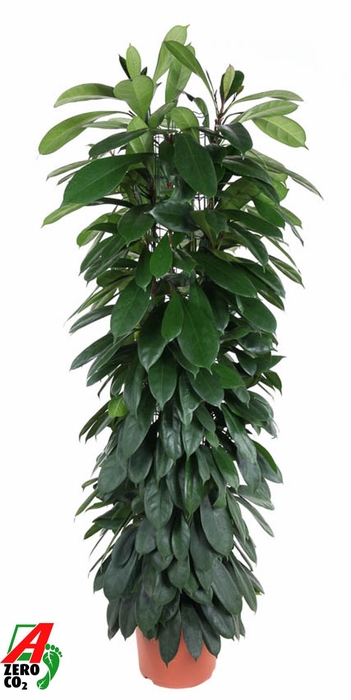 <h4>Ficus cyathistipula</h4>