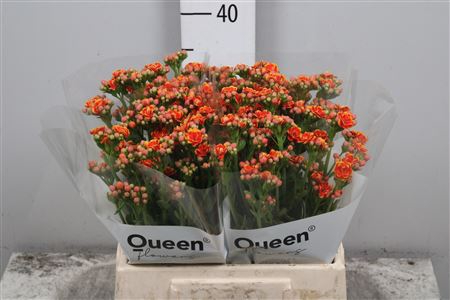 <h4>Kal Flamin Or Meadow</h4>