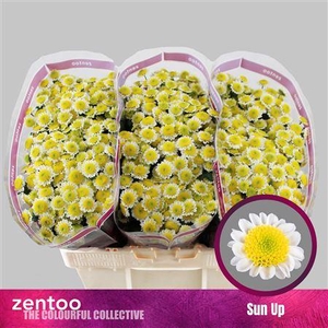 Chr S Sun Up 1300gr