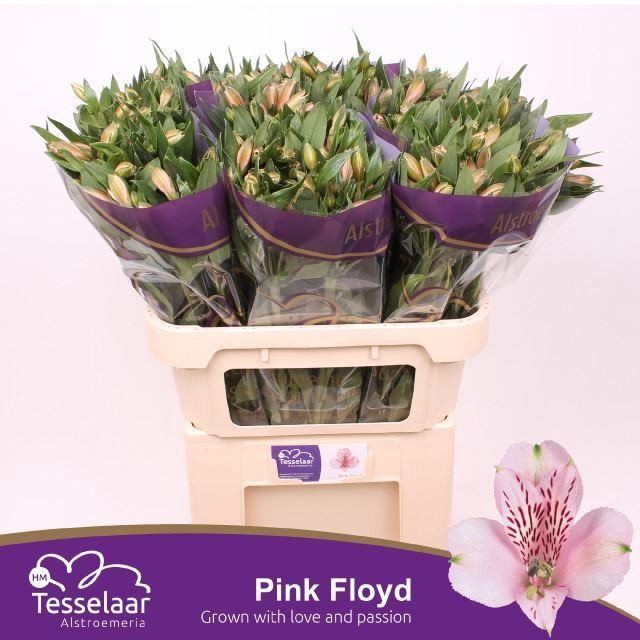 <h4>Alstr Pink Floyd</h4>