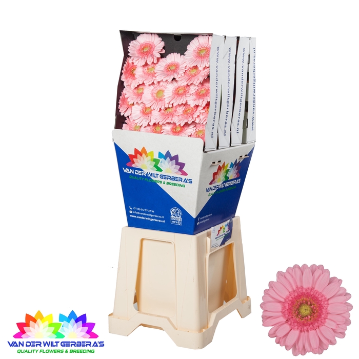 <h4>Germini Pinky Diamond</h4>