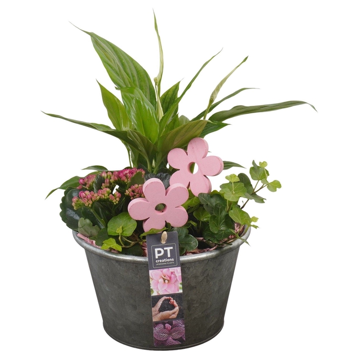 <h4>Arr.   Planten L%</h4>