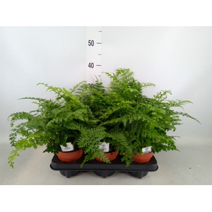 Asplenium  'Parvati'