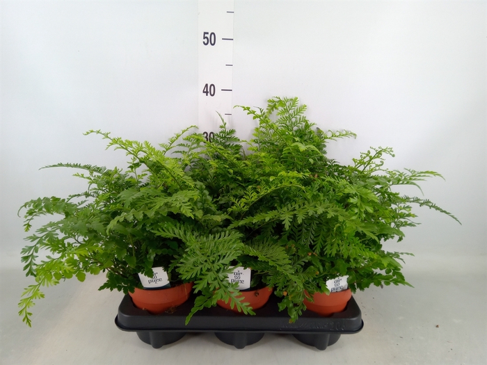 <h4>Asplenium  'Parvati'</h4>