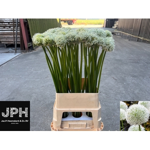 ALLIUM WHITE GIANT