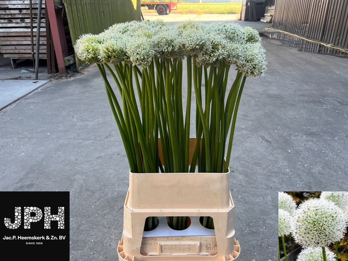 <h4>ALLIUM WHITE GIANT</h4>