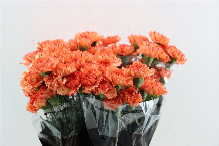 <h4>Di St Cowboy</h4>