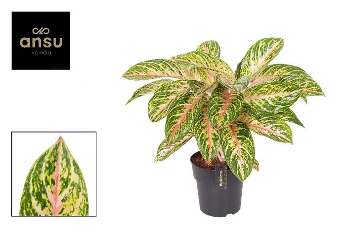 <h4>Aglaonema Coco Melon</h4>