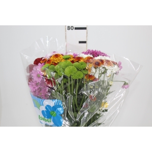 CRISANTEMO SANTINI MISTO 080 CM