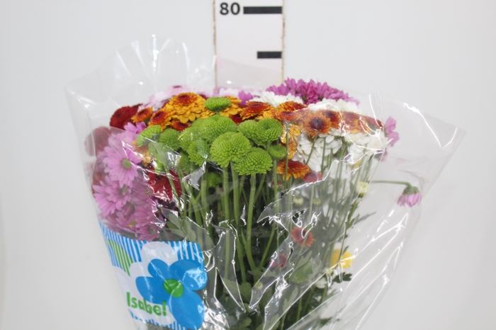 <h4>CRISANTEMO SANTINI MISTO 080 CM</h4>