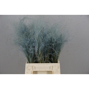 Df Stypha 40cm Bs Light Blue