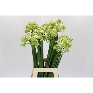 Ornithogalum Saundersiae